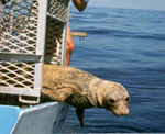 Seal Release